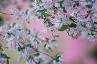 Weeping Cherry Tree Blossoms, Louisville, Kentucky