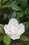 Saucer Magnolia, Louisville, Kentucky