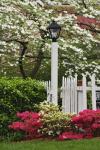 Pickett Fence, Lamp, Azaleas, And Flowering Dogwood Tree, Louisville, Kentucky