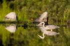 Great Blue Heron Feeds in Katahdin Lake, Maine,