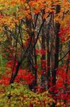 Autumn Foliage At Acadia National Park, Maine