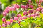 Bleeding Heart, Arnold Arboretum, Boston