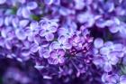 Close-Up Of A Purple Lilac Tree, Arnold Arboretum, Boston