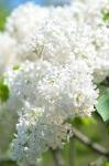 White Lilac Tree, Arnold Arboretum