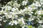 Dogwood Tree, Arnold Arboretum, Boston