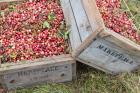 Crated Cranberries