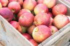 Apple Harvest, Massachusetts
