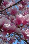 Pink Magnolia Blossoms and Cross on Church Steeple, Reading, Massachusetts