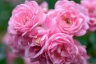 Pink Landscape Roses, Jackson, New Hampshire