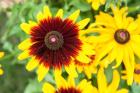 Black-Eyed Susans, Massachusetts