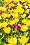 Vibrant Tulip Garden, Massachusetts
