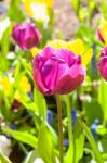 Purple Tulip, Massachusetts