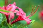 Pink Azalea, Massachusetts