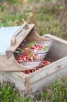 Cranberries And Scoop, Massachusetts