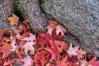 Red Maple Leaves