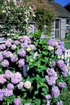 Massachusetts, Nantucket, Siasconset, Home Flowers