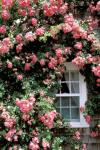 Massachusetts, Nantucket Island, Roses and home