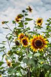 Tall Sunflowers In Cape Ann, Massachusetts