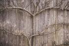 Provincetown Winter Vines, Cape Cod