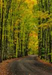 Covered Road Near Houghton, Michigan