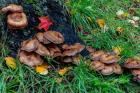 Golden Honey Mushrooms On Oak Trunk, Michigan