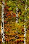 Fall Color On The Keweenaw Peninsula, Michigan