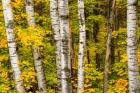 Michigan, Upper Peninsula, Fall Colors