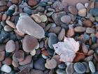 Maple Leaf And Rocks Along The Shore Of Lake Superior