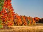 Fall Colors Of The Hiawatha National Forest