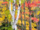 Hardwood Forest In Autumn