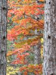 Fall Pine Trees In The Forest, Michigan