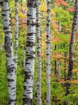 Birch Trunks And Maple Leaves, Michigan