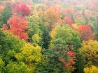 Forest Above The Cut River Bridge, Michigan