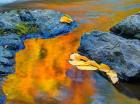 Michigan, Upper Peninsula Fall Colors Reflecting In River With Leaves Floating