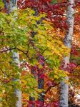 Autumn Maple Leaves, Michigan