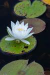 White Water Lily Flowering In A Pond