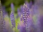 Lupine Near Silver Bay, Northeastern Minnesota 1