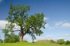 Mississippi, Greenville Winterville Mounds