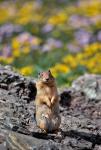 Columbia Ground Squirrel Close-Up