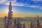 Snowghosts In Whitefish, Montana