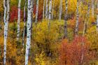 Aspen Grove In Peak Fall Colors In Glacier National Park, Montana