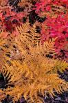 Autumn Ferns And Ground Cover, Glacier National Park, Montana