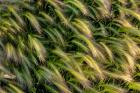 Close-Up Of Foxtail Barley, Medicine Lake National Wildlife Refuge, Montana