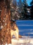 A Gray Wolf On The Alert In Winter