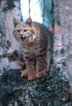 Close-Up Of A Bobcat