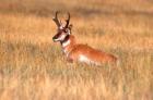 An Antelope Lying Down In A Grassy Field