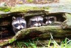 Three Young Raccoons In A Hollow Log