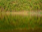 Conifer Forest Reflects In Kintla Lake, Montana
