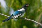 Bozeman, Montana Black-Billed Magpie Vocalizing