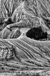 Unusual Erosion Formations In Makoshika State Park (BW)